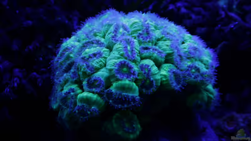Caulastrea bei Blaulicht 24.12.2019 von Susanne Axt (23)