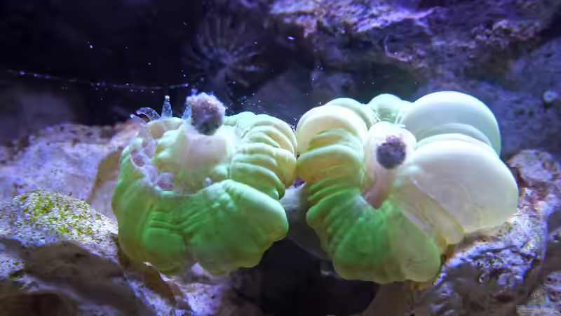 Caulastrea beim Mampfen von Summse (32)