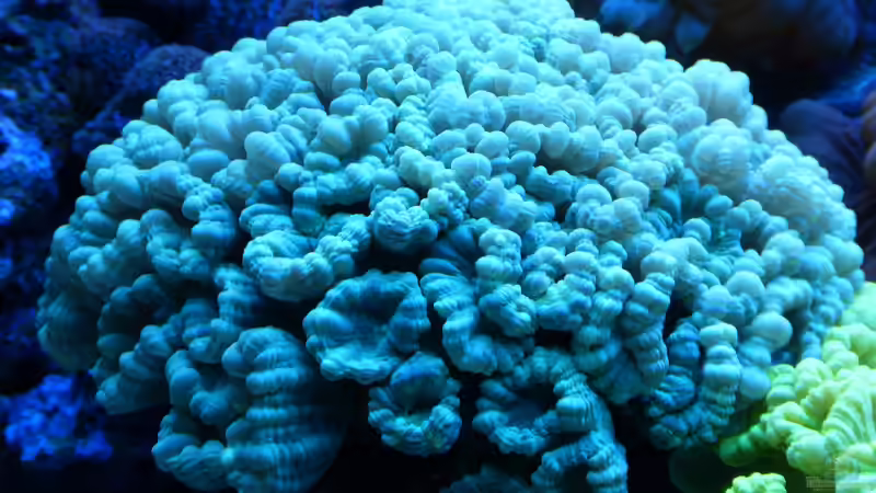 Caulastrea connata von Leni13 (15)