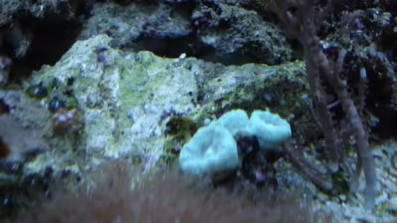 Caulastrea curvata - Fingerkoralle von hej kompisar (21)