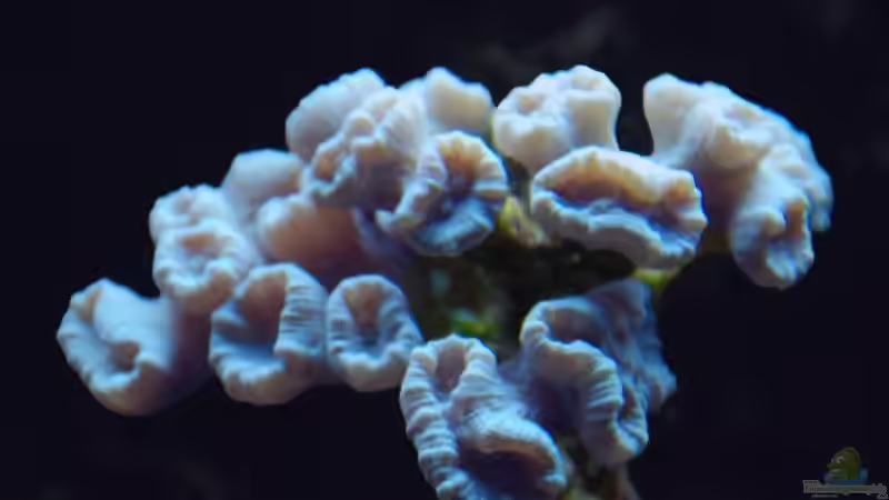 Caulastrea curvata von DaHeit1982 (17)