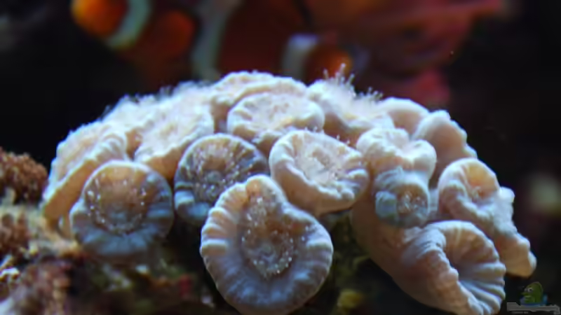 Caulastrea curvata von DaHeit1982 (27)