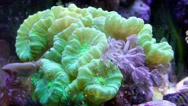 Caulastrea furcata, für ein eher nährstoffreiches Nano echt zu empfehlen. Wuchert geradezu! von Denise83 (18)