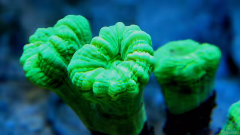 Caulastrea furcata  von Malawigo (6)