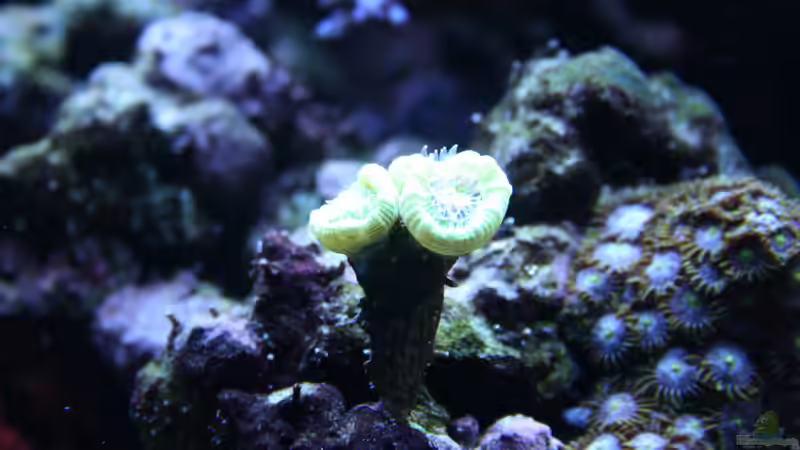 Caulastrea furcata 24.12.2017 von Susanne Axt (31)