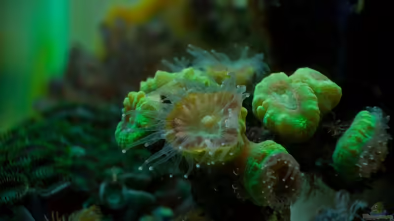 Caulastrea grün offen von starhopper (30)