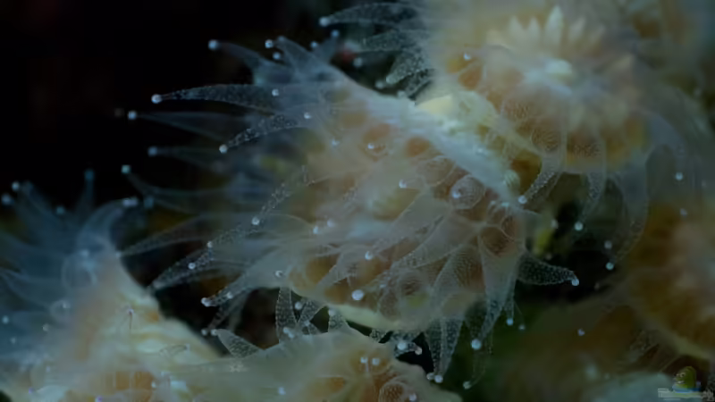 Caulastrea mintgrün offen von starhopper (29)