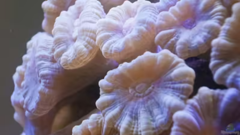 Caulastrea mintgrün von starhopper (26)