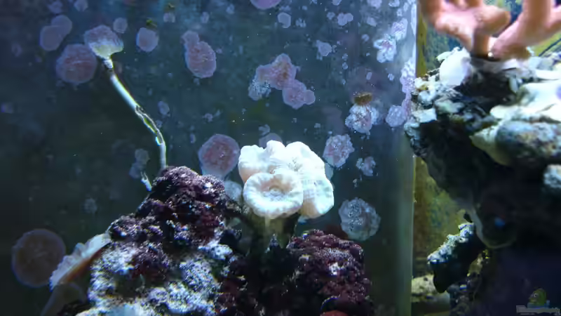 Caulastrea Oktober 2012 von Jane Vogeler (59)