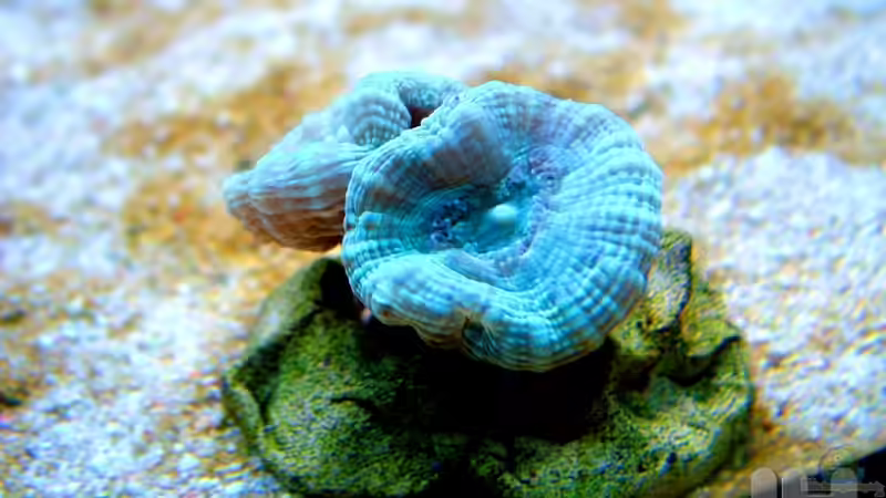 Caulastrea von .uschi (23)