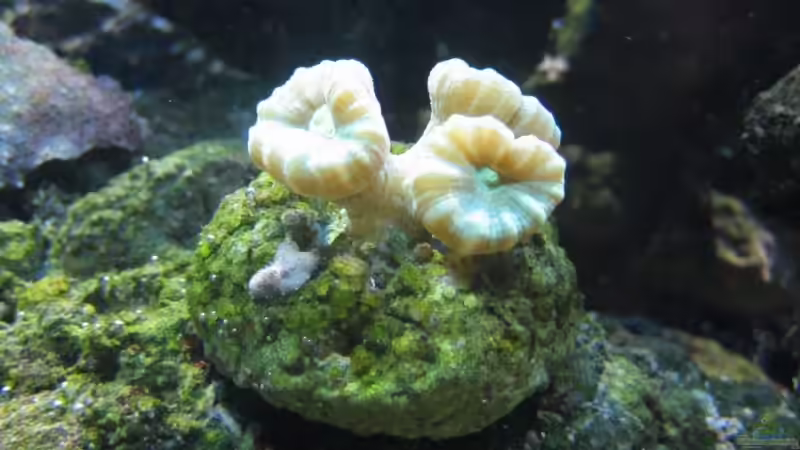 Caulastrea von Benji (3)