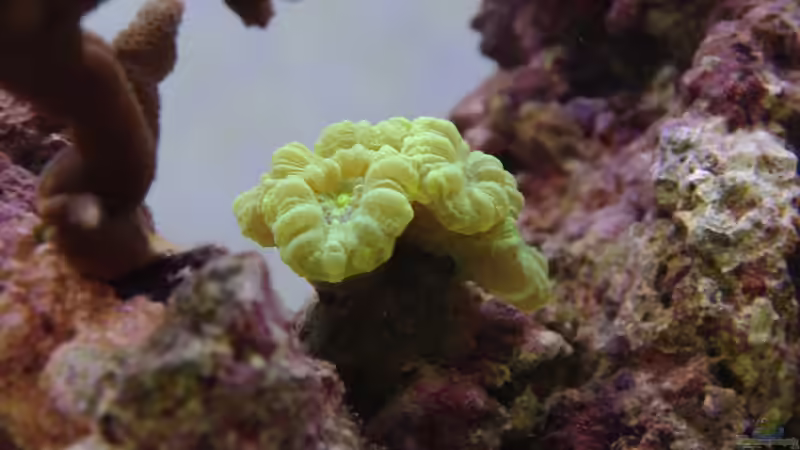 Caulastrea von Dominik N. (28)