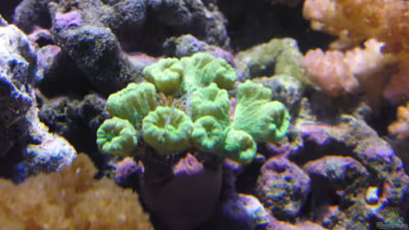 Caulastrea von Steffen Ruck (21)