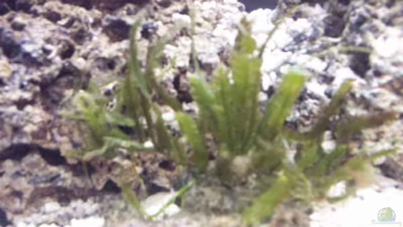Caulerpa-Alge von Reinhold Graßer (2)
