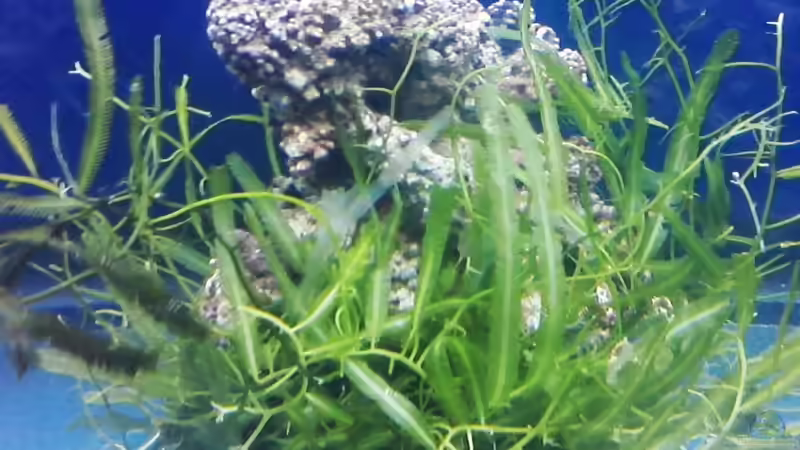 Caulerpa Algen von Thorsten John (12)