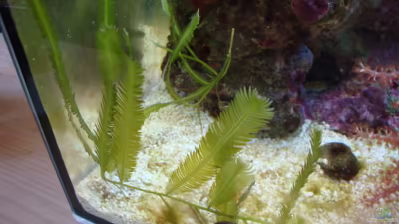Caulerpa von B1gT4nk (19)