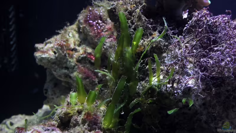 Caulerpa von die Perle... (9)