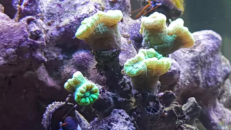 Caulestrea von Kai Heermann (21)