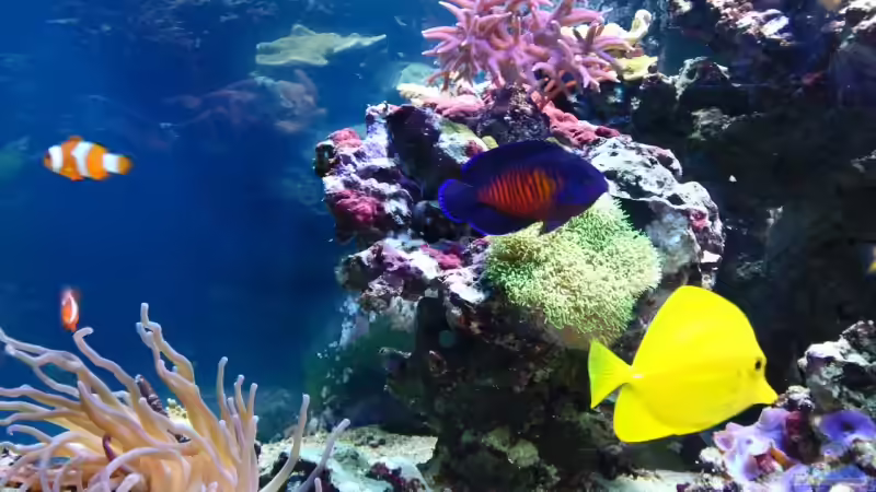 Aquarien mit Centropyge bispinosa (Streifen-Zwergkaiser)