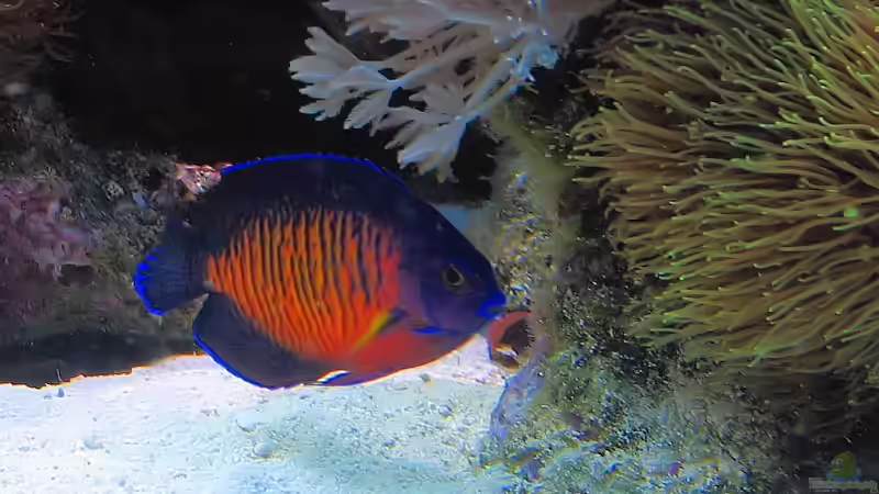 Aquarien mit Centropyge bispinosa (Streifen-Zwergkaiser)