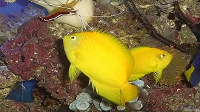 Aquarien mit Centropyge heraldi (Heralds Zwergkaiserfisch)