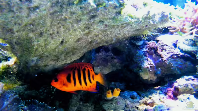 Aquarien mit Centropyge loriculus (Flammen-Zwergkaiserfisch)