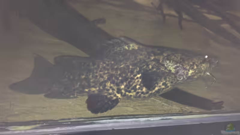 Cephalosilurus apurensis im Aquarium halten (Einrichtungsbeispiele für Apurensis-Wels)