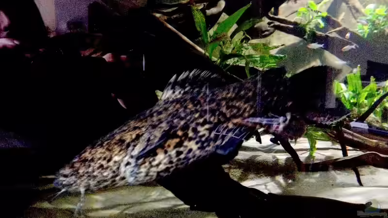 Cephalosilurus apurensis im Aquarium halten (Einrichtungsbeispiele für Apurensis-Wels)