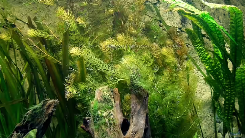 Ceratophyllum demersum (Hornkraut) von Christian Geese (4)