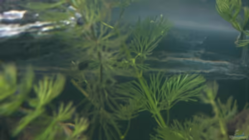 Ceratophyllum demersum von Claudia Lübke (4)