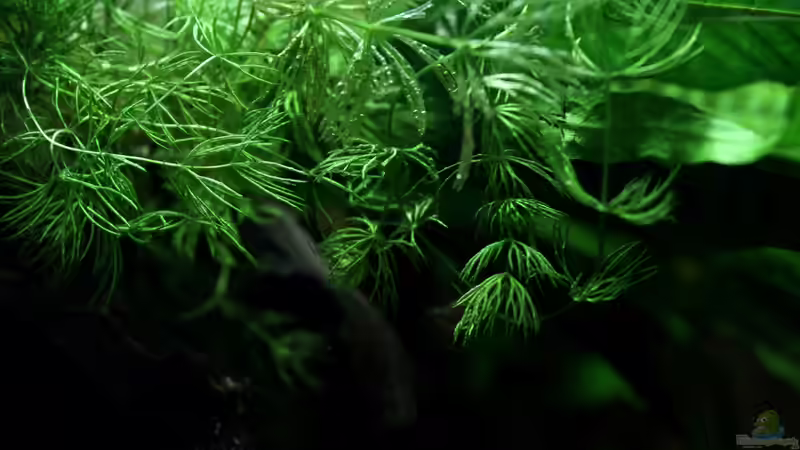 Ceratophyllum demersum von die Perle... (20)