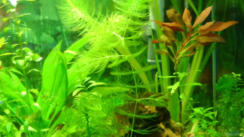 Ceratophyllum demersum von Franz Wüest (14)