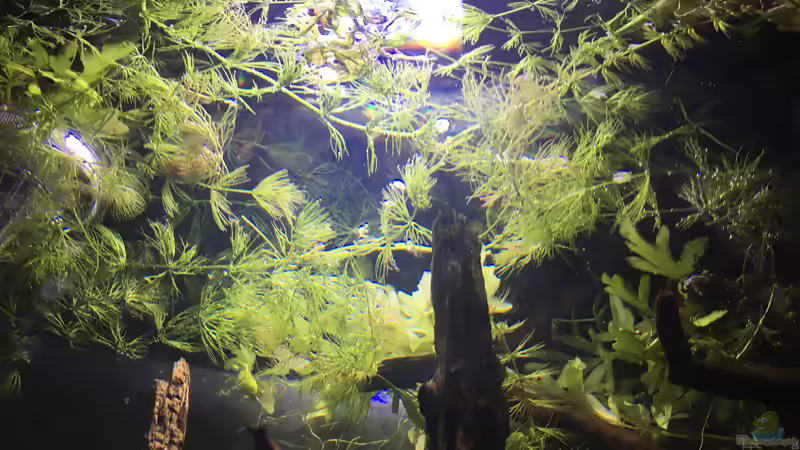 Ceratophyllum demersum von Harald Kästner (22)