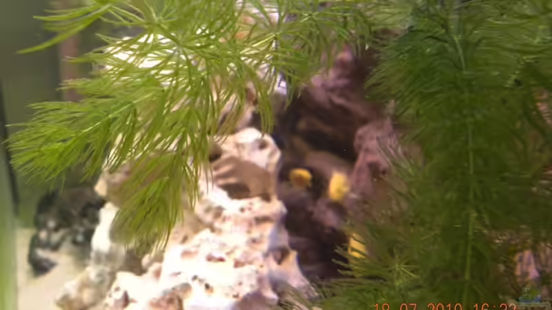 Ceratophyllum demersum von Harry Penner (3)