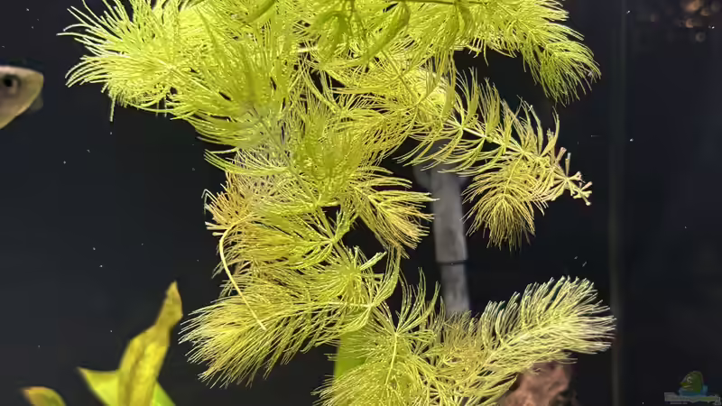 Ceratophyllum demersum von herkla (11)