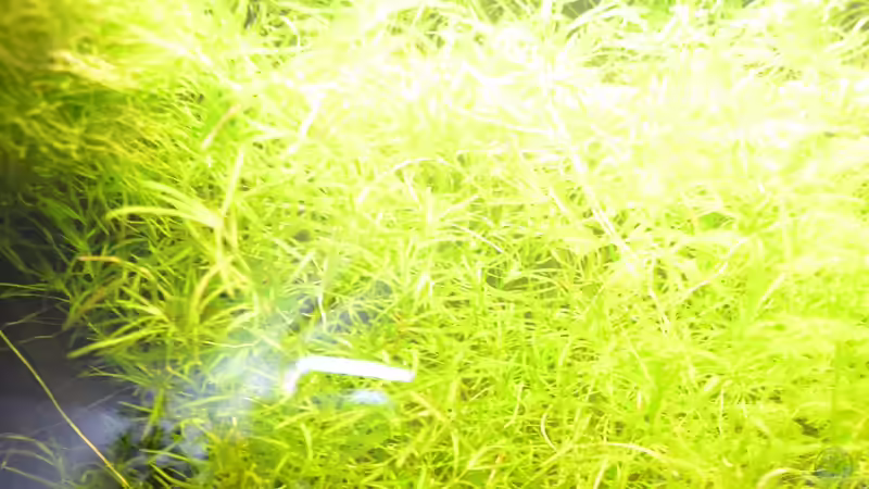 Ceratophyllum demersum von Jan Marc (5)