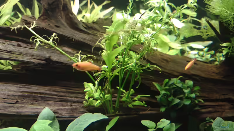 Ceratopteris cornuta am 08.11.2021 von C-NA (28)