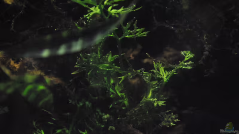 Ceratopteris cornuta im Aquarium pflegen (Einrichtungsbeispiele für Grobblättriger Hornfarn)