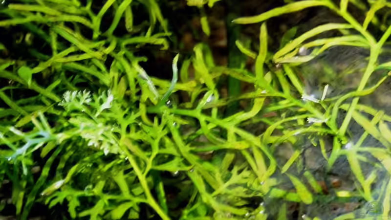 Ceratopteris cornuta im Aquarium pflegen (Einrichtungsbeispiele für Grobblättriger Hornfarn)