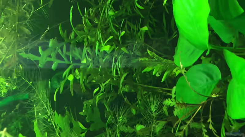 Ceratopteris cornuta im Aquarium pflegen (Einrichtungsbeispiele für Grobblättriger Hornfarn)