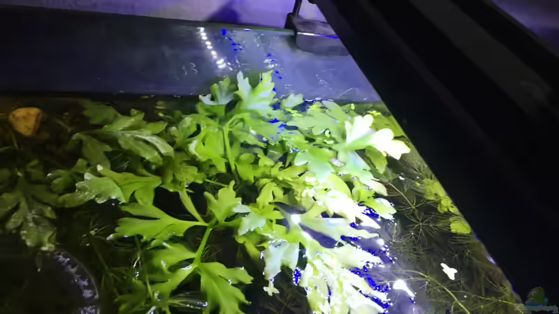 Ceratopteris pteridioides von Harald Kästner (24)