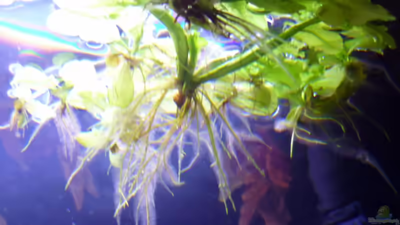 Ceratopteris pteridoides von Deino (14)