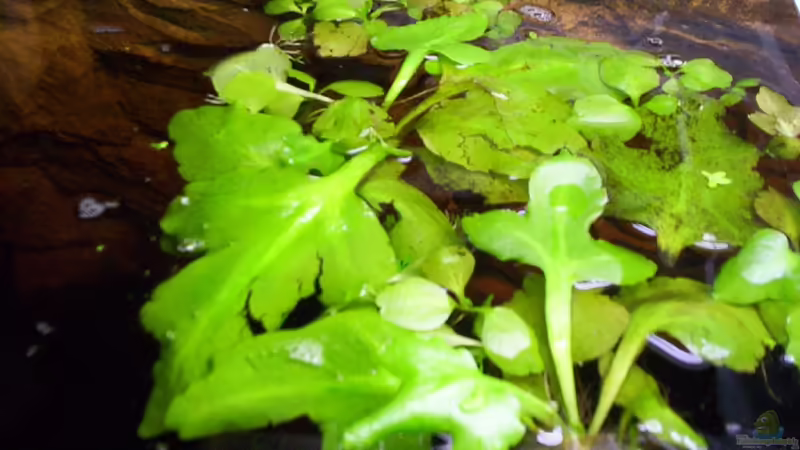 Ceratopteris pteridoides im Aquarium (Einrichtungsbeispiele mit Schwimmender Hornfarn)