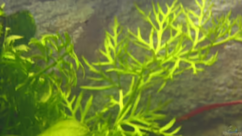 Ceratopteris Pteroides von Monika Maier (13)