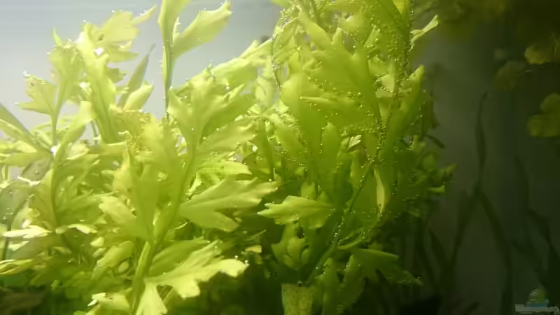 Ceratopteris thalctroides: Wuchert wunderschön,sodass der rechte Bereich ziemlich von Aquaristik-Padawan (22)