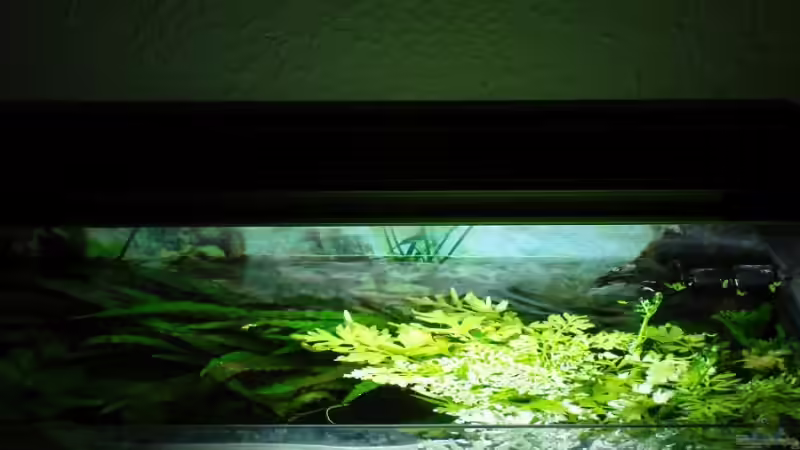 Ceratopteris thalictroides als Schwimmpflanze zum Schutz für Jungfische von Aquarienfreund44 (11)