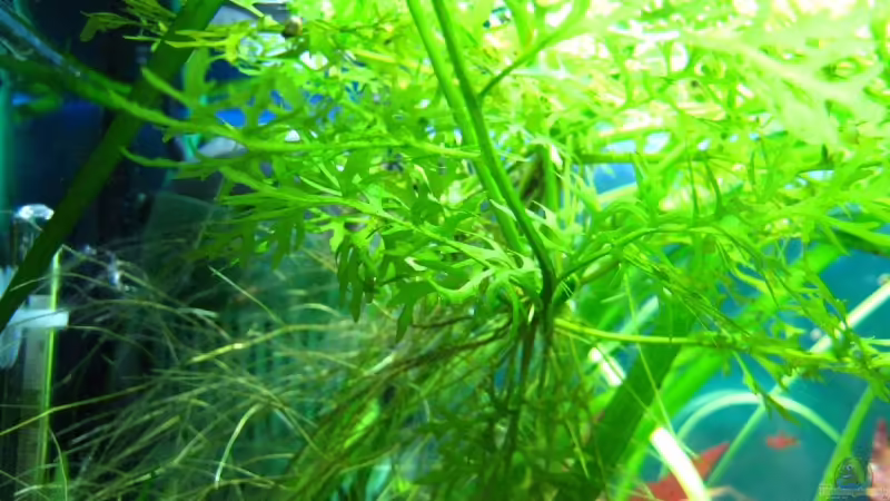 Ceratopteris thalictroides (lose auf Wasseroberfläche) von André Martin (9)