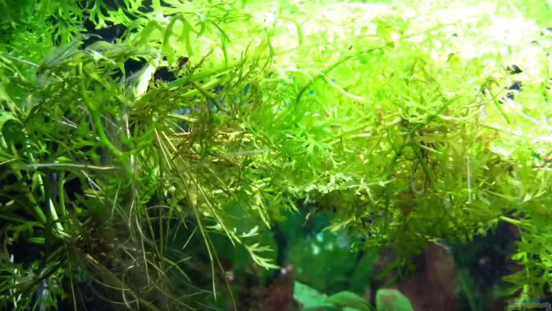 Ceratopteris thalictroides im Aquarium pflegen (Einrichtungsbeispiele für Feinblättriger Hornfarn)