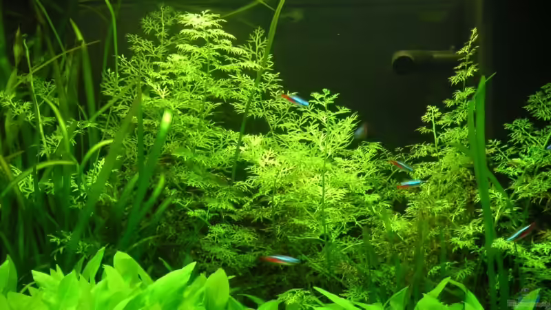 Ceratopteris thalictroides von Maximilian Zunhammer (5)