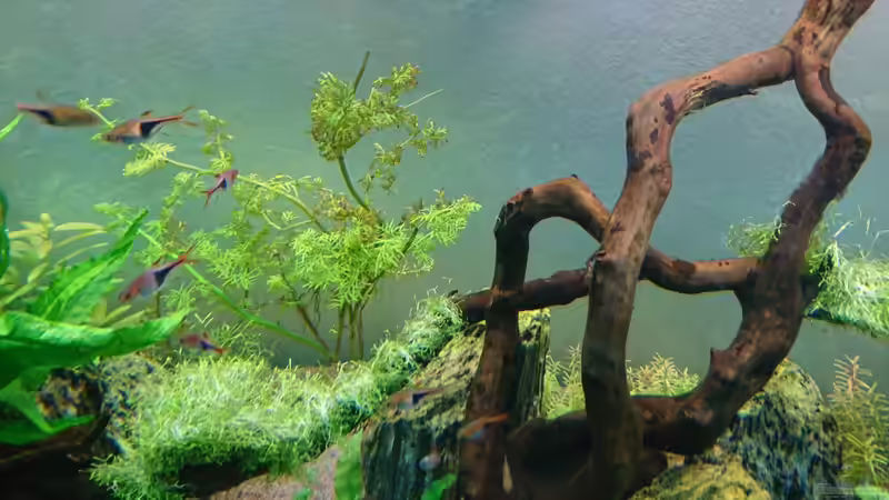 Ceratopteris thalictroides im Aquarium pflegen (Einrichtungsbeispiele für Feinblättriger Hornfarn)